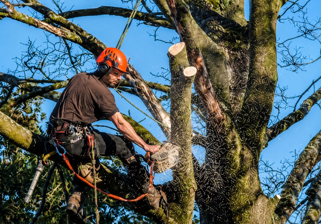 Arborist in safety gear using a chainsaw to trim tree branches from a harness in the canopy