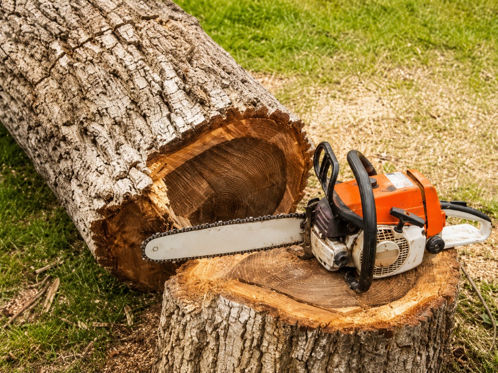 Professional chainsaw on a freshly cut tree stump next to a large fallen log after tree removal
