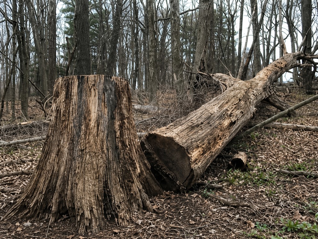 Fallen tree trunk and stump after storm damage or hazardous tree removal in a wooded area