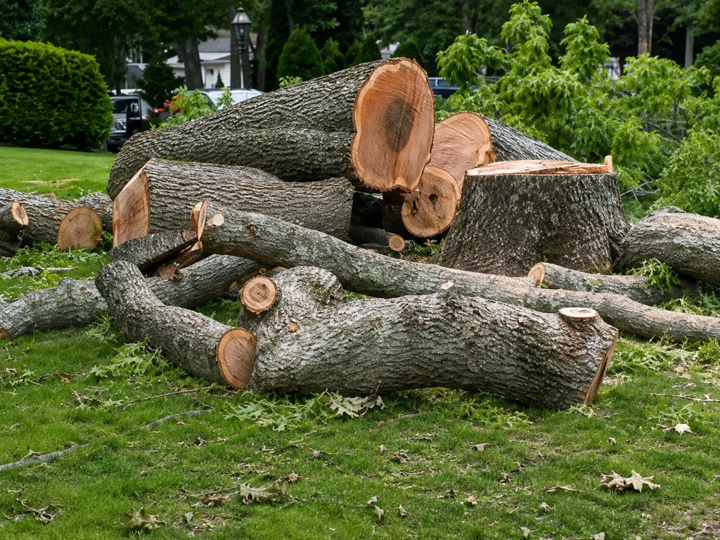 Large tree trunk sections and debris on a residential lawn after professional tree removal