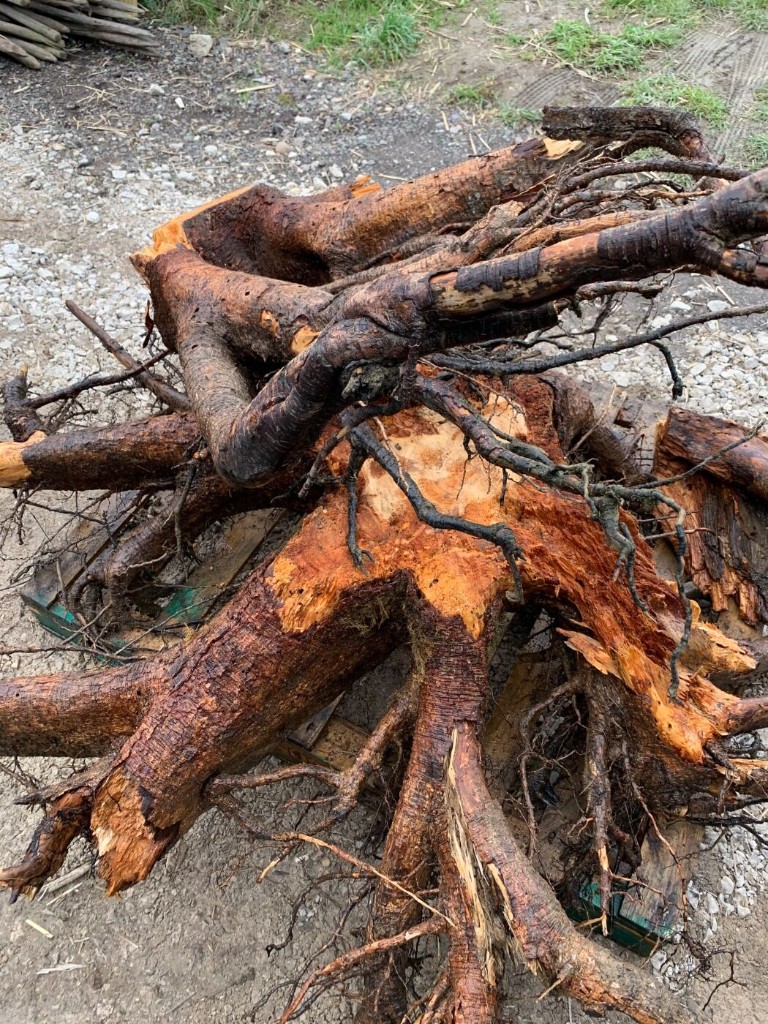 Large tree root ball extracted from the ground and ready for haul-away after stump removal