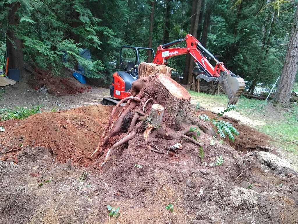 Large tree stump with exposed roots in a wooded clearing before removal