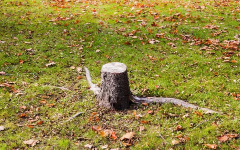 Tree stump in a suburban lawn before stump grinding service