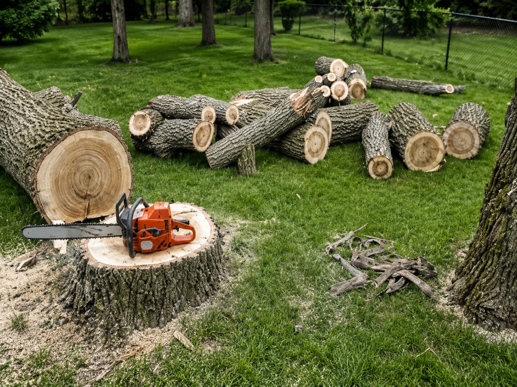 Tree removal crew sections a large trunk into logs on a suburban property with sawdust on the lawn